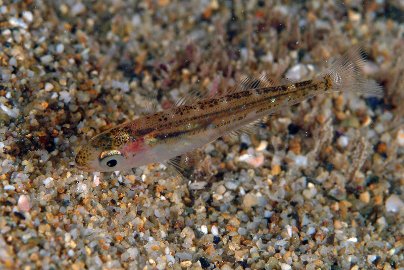 juvenile Sarpa salpa e juvenile Spicara sp.